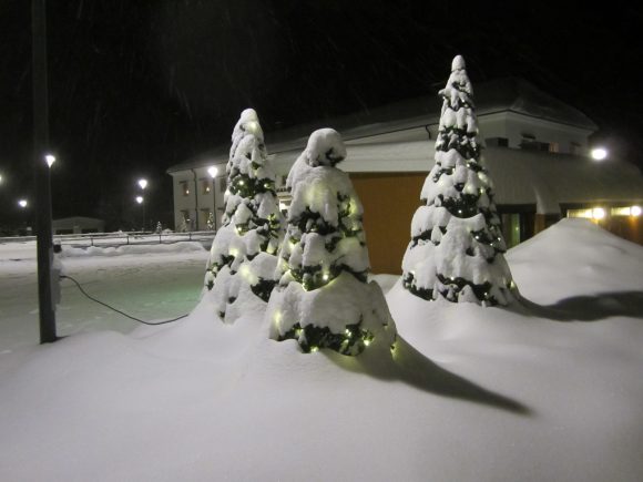 The Tree Trio