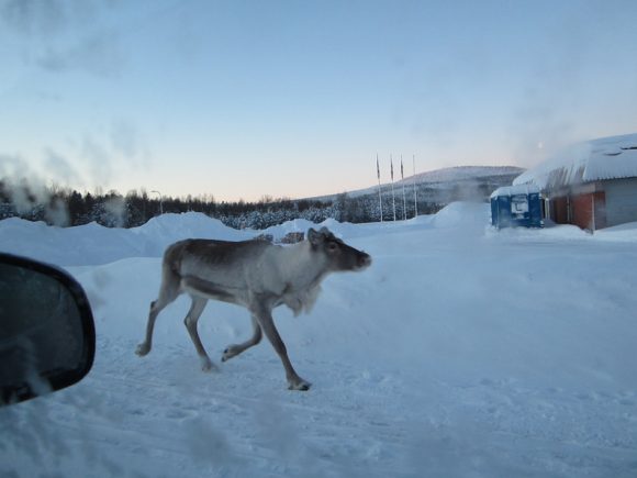 Hey Deer!